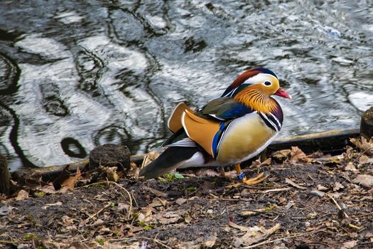 Colored duck, Duck floating on the water