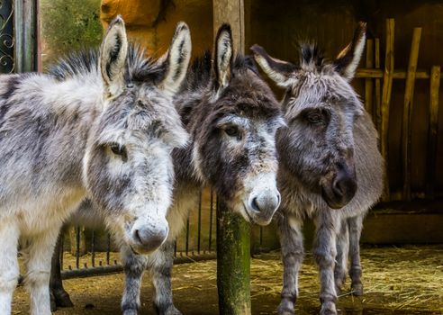 three faces of miniature donkeys in closeup, funny animal family portrait, popular farm animals and pets
