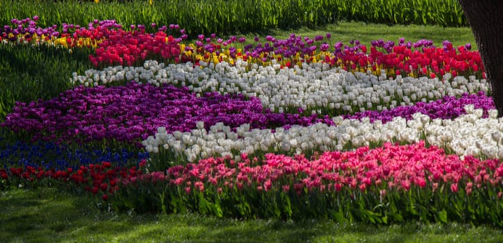 Tulip Flowers Blooming in Spring Season