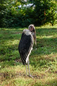 Marabou stork, Leptoptilos crumeniferus, african bird standing up on the green lawn