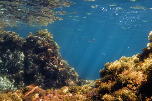 seabed background, the sun's rays are drawn in the crystal clear water in which there are fish, and the rocks full of algae are reflected in the curly surface of the ocean