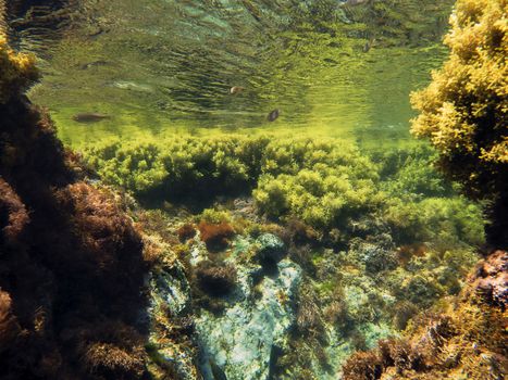 background of rocky seafloor, the rocks and stones are covered in algae and the fish swim in the crystal clear water, the colors of the scene are reflected in the wavy surface of the sea