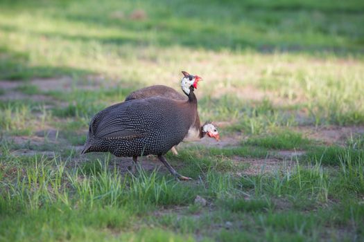 Helmeted guinea fowl 