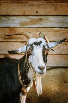 Portrait of the billy goat with horns