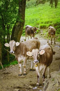 Dairy Cattle Goes to the Traditional Pasture. Bolsterlang, Germany