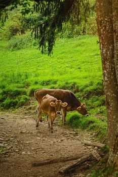 Dairy Cattle Goes to the Traditional Pasture. Bolsterlang, Germany