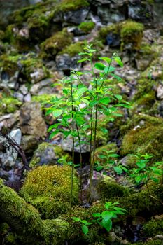 Green plants in the forest among the stones in summer day. Stones covered with moss in forest, Latvia. Focus on the left plant. Shot with fisheye lens. 