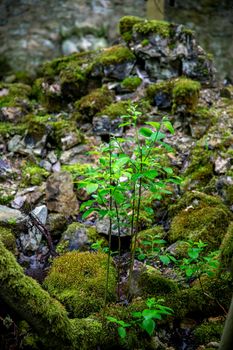 Green plants in the forest among the stones in summer day. Stones covered with moss in forest, Latvia. Focus on the right plant. Shot with fisheye lens. 