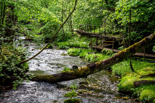 Wooden bridge in the forest near the river. Fallen tree across the river in forest and wooden bridge in Latvia. Shot with fisheye lens. 