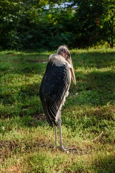 Marabou stork, Leptoptilos crumeniferus, african bird standing up on the lawn