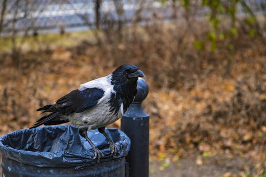 Black raven sits on the trash in the park