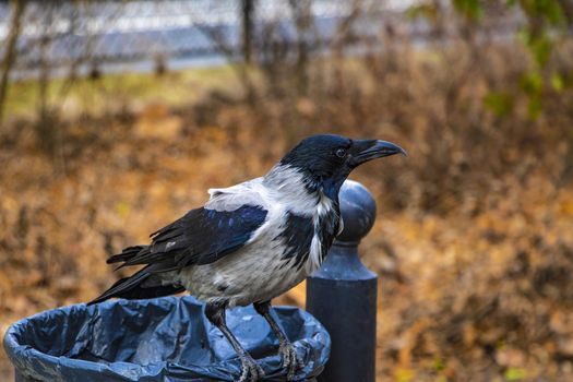 Black raven sits on the trash in the park