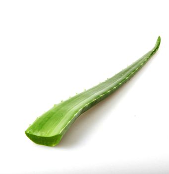 Aloe Vera On White Background