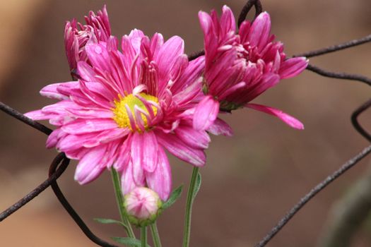 Juxtaposition - a beautiful pink chrysanthemum growing alongside an ugly rusted fence which could signify hope or despair depending on how you look at it.