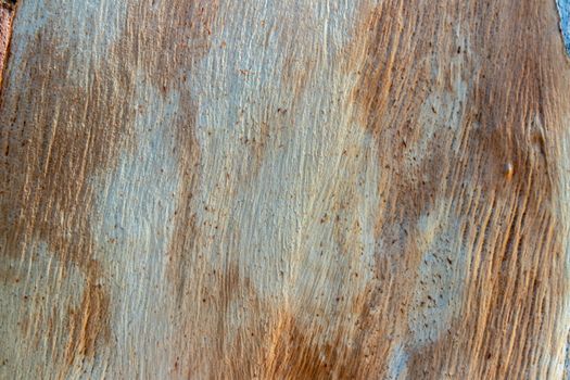 a closeup shoot to old multi colored wood shell texture. brown, white and orange colors.