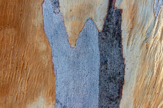 a closeup shoot to old scratched wood shell texture with interesting shape