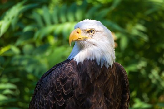 Color portrait of a bald eagle, Oregon, USA