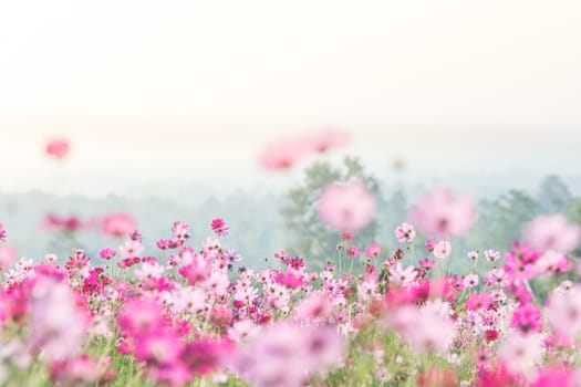 Cosmos flowers in nature, sweet background, blurry flower background, light pink and deep pink cosmos
