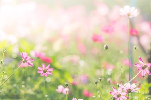 Soft, selective focus of Cosmos, blurry flower for background, colorful plants 