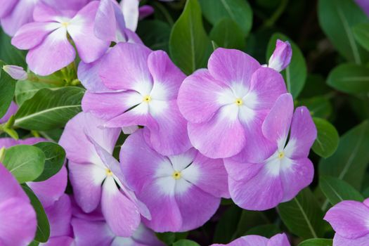 Vinca rosea flowers blossom in the garden, foliage variety of colors flowers, selective focus