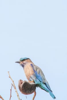 Indian Roller (Coracias benghalensis) on the branch. They are found widely across tropical Asia