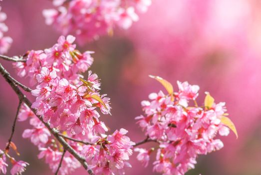 Cherry Blossom in spring with soft focus, unfocused blurred spring cherry bloom, bokeh flower background, pastel and soft flower background.