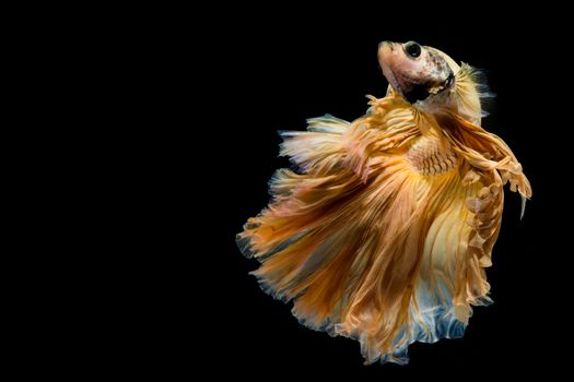 Yellow gold betta fish, siamese fighting fish on black background