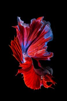 Red and blue betta fish, siamese fighting fish on black background