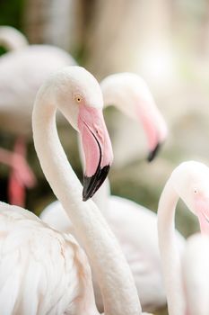 Pink Flamingo-close up, it has a beautiful coloring of feathers. Greater flamingo, Phoenicopterus roseus