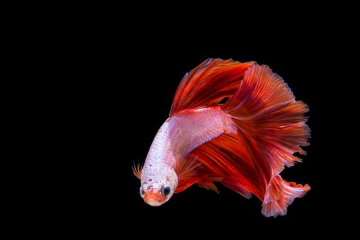 Pink and red betta fish, siamese fighting fish on black background