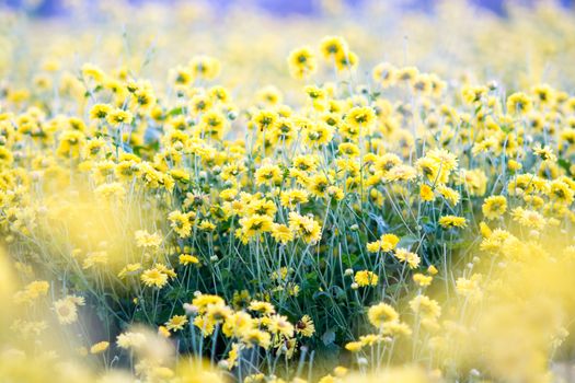 Yellow chrysanthemum flowers, chrysanthemum in the garden. Blurry flower for background, colorful plants