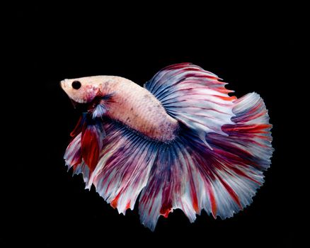 Multi-color betta fish, siamese fighting fish on black background