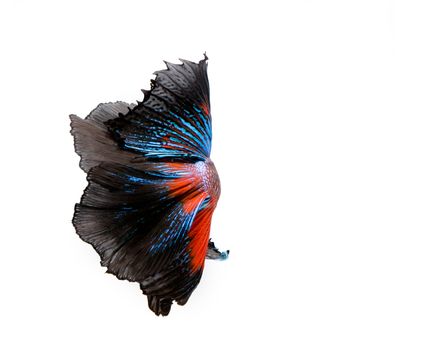 Multi-color betta fish, siamese fighting fish on white background