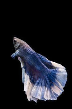 Blue and white betta fish, siamese fighting fish on black background