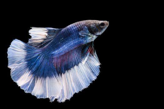 Blue and white betta fish, siamese fighting fish on black background
