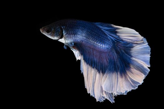 Blue and white betta fish, siamese fighting fish on black background

