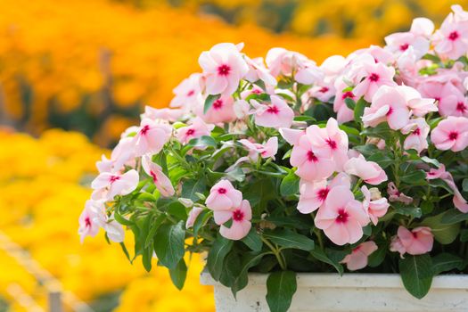 Vinca rosea flowers blossom in the garden, foliage variety of colors flowers, selective focus