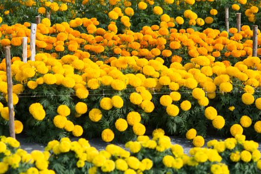 Orange and Yellow Marigolds flower fields, selective focus