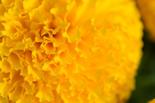 Orange Marigolds flower fields, selective focus