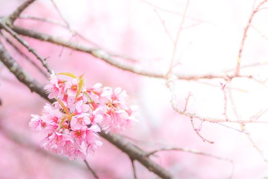 Cherry Blossom in spring with soft focus, unfocused blurred spring cherry bloom, bokeh flower background, pastel and soft flower background.