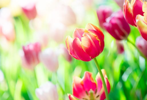 Tulip in spring with soft focus, unfocused blurred spring Tulip, bokeh flower background, pastel and soft flower background.