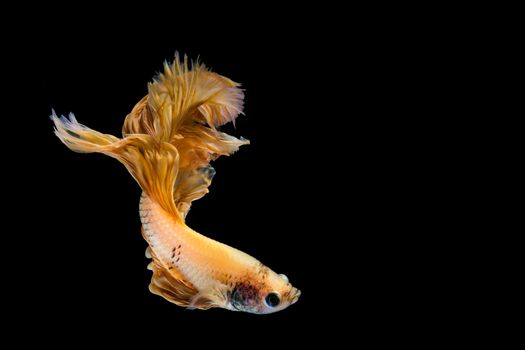 Yellow gold betta fish, siamese fighting fish on black background