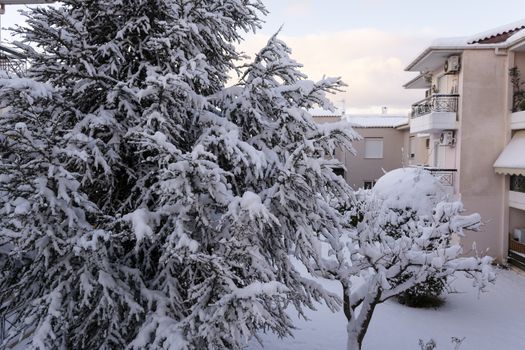 Winter yard with snowed trees, Athens, Greece