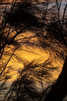 Silhouette of coastal needle tree branches against orange sky
