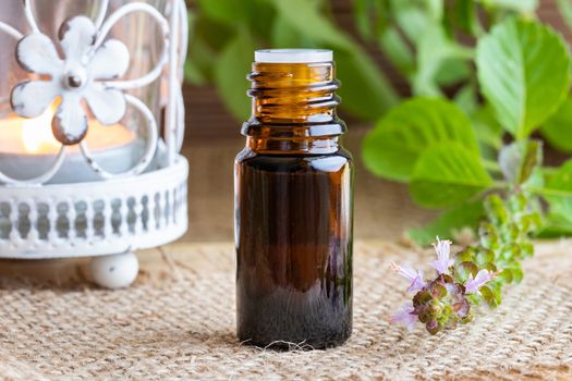 A bottle of essential oil with fresh tulsi, or holy basil