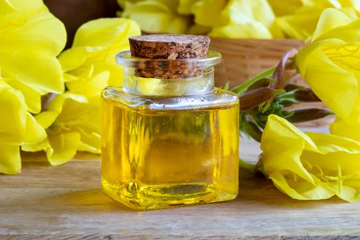 A bottle of evening primrose oil with fresh blooming plant on a table