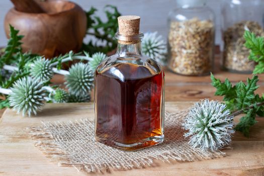 A bottle of great globe-thistle tincture with fresh blooming Echinops sphaerocephalus