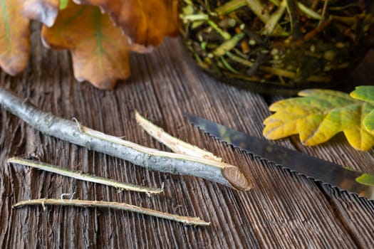 Peeling oak bark to prepare homemade herbal tincture