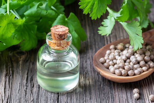 A bottle of essential oil with coriander seeds and fresh cilantro leaves