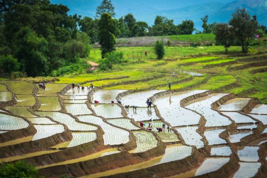 Terraced rice field in rainy season 